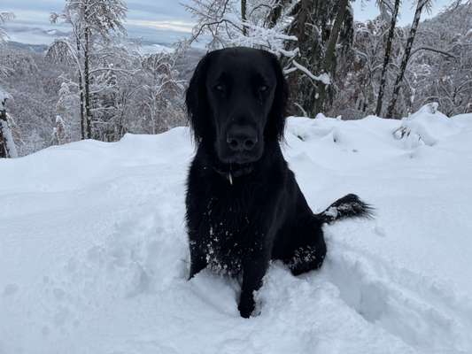 Seltene Rassen!-Beitrag-Bild