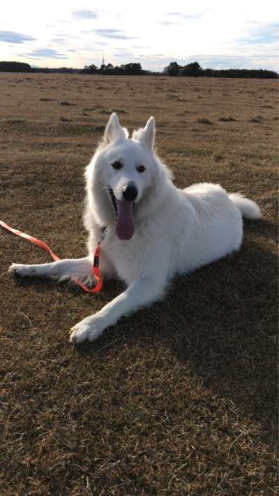 Weißer Schweizer Schäferhund-Beitrag-Bild