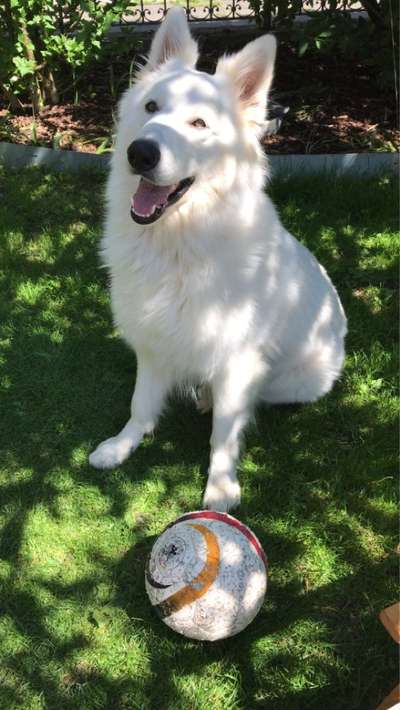 Weisse Schäferhunde-Beitrag-Bild