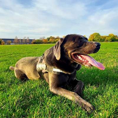 Hundetreffen-Spielerunde-Bild