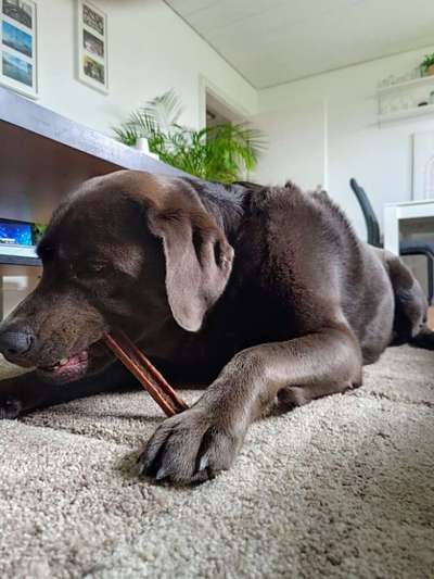 Versicherungen für Hunde – Eure Erfahrungen und Meinungen!-Beitrag-Bild