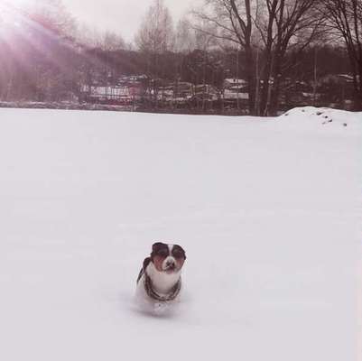 Fotochallenge Nr. 51 "Euer Hund mit anderen Tieren"-Beitrag-Bild