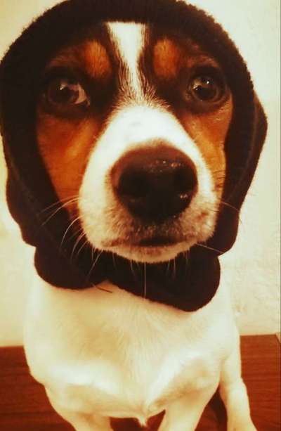 Zeige das lustigste Bild eures Hundis-Beitrag-Bild