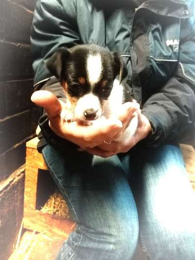 Welpen Bilder !-Beitrag-Bild