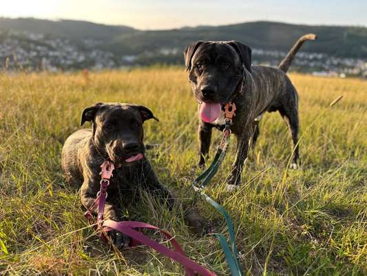 Presa Canario-Beitrag-Bild