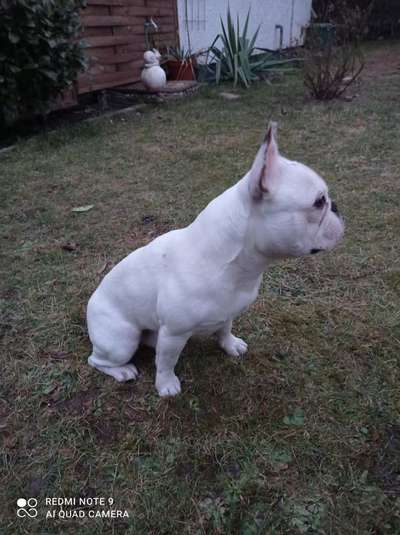 Zeigt her eure Frenchi-Beitrag-Bild