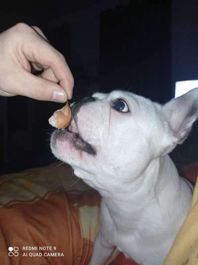 Lustigste Leckerli-Fotos-Beitrag-Bild