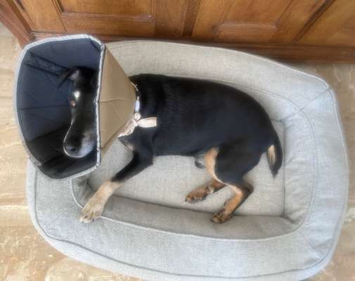 Welcher Hundekragen nach Kastration-Beitrag-Bild