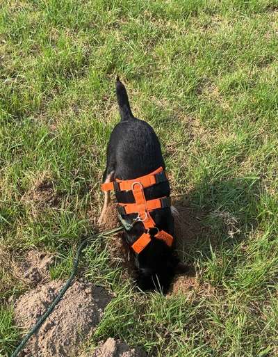 Dogorama Photo Challenge - Hunde in Action-Beitrag-Bild