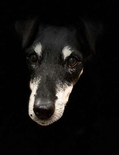 Die Augen Deines Hundes-Beitrag-Bild