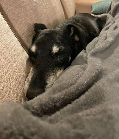 Dogorama Photo Challenge- genervter Blick-Beitrag-Bild