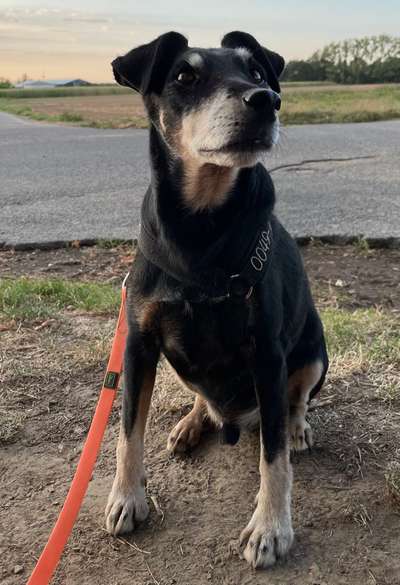 Hundebilder-Beitrag-Bild