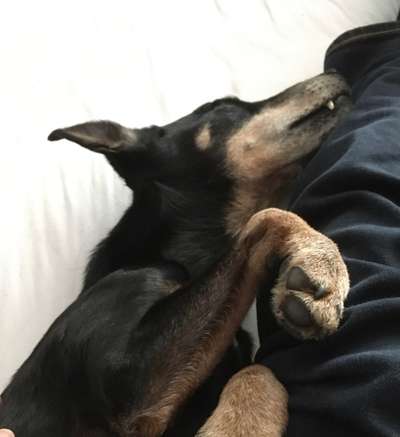 Fotochallenge NR. 123     -Karneval der Tiere--Beitrag-Bild