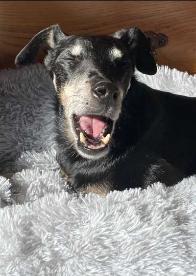 Tongue Out Tuesday-Beitrag-Bild