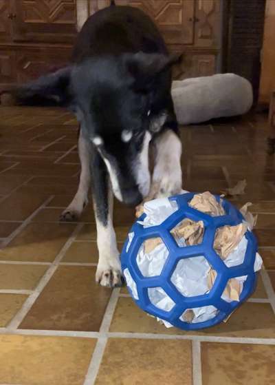 Dogorama Photo Challenge - Rund-Beitrag-Bild