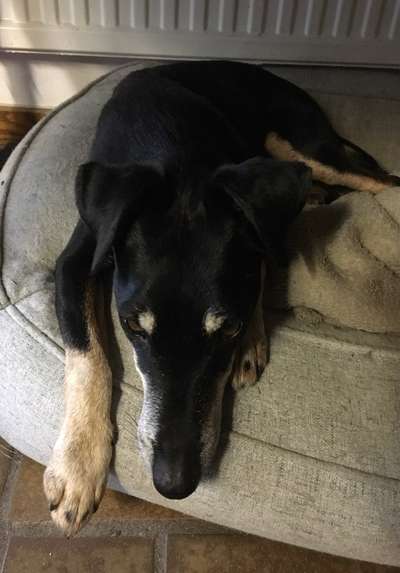 Vom Welpen zum Hund-Beitrag-Bild