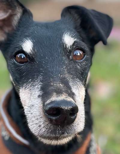 Dogorama Photo Challenge - Portrait-Beitrag-Bild