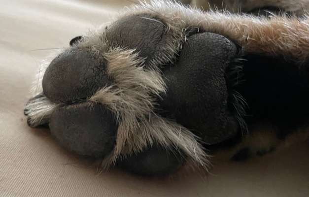 Fusspics sind out, Pfoten for the win!-Beitrag-Bild