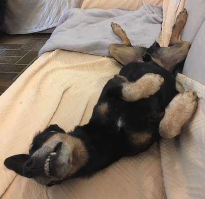 Dogorama Photo Challenge - Zeigt her eure Bäuche-Beitrag-Bild