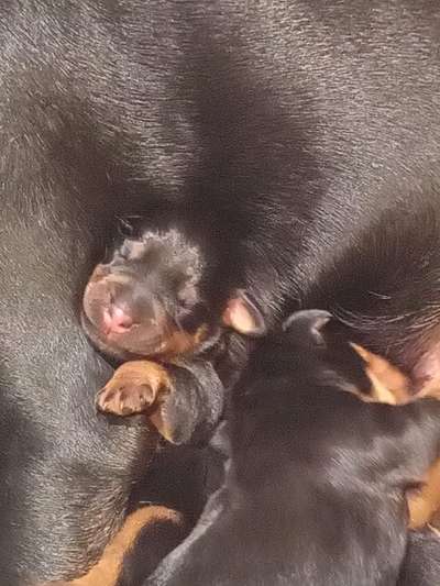 Vom Welpen zum Hund-Beitrag-Bild