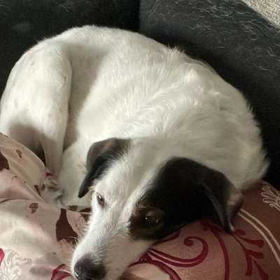 Hundetreffen-Hunderunde-Bild