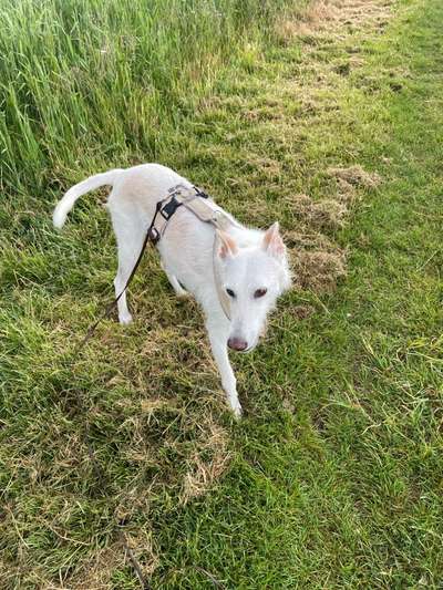 Hund aus dem Spanischen Tierschutz-Beitrag-Bild