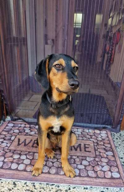 Bracke und Bracke-Mix nicht jagdlich geführt-Beitrag-Bild