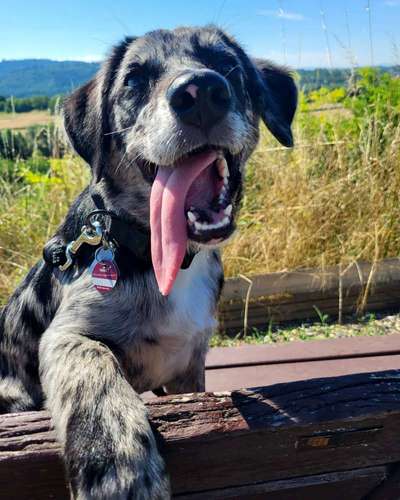 Tongue Out Tuesday-Beitrag-Bild