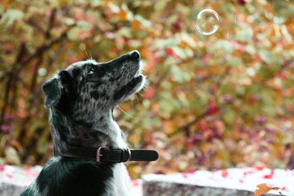 Dogorama Photo Challenge - Märchenwald-Beitrag-Bild