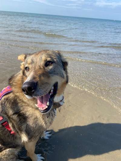 Hundetreffen-Spaziergang „Social Walk“ -Training-Bild
