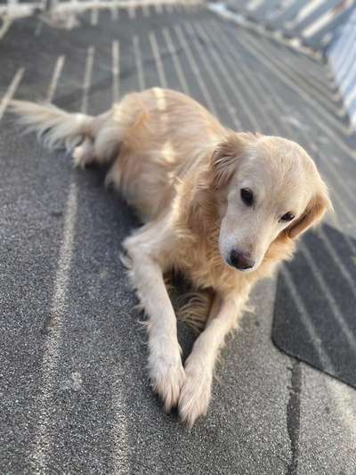 Hunderunde-Beitrag-Bild