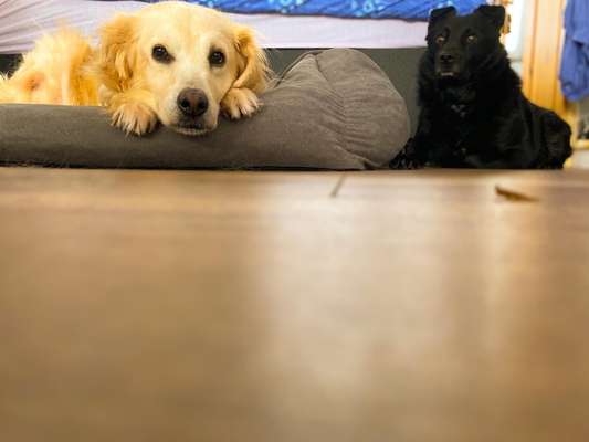 Mehrere Hunde zuhause !-Beitrag-Bild