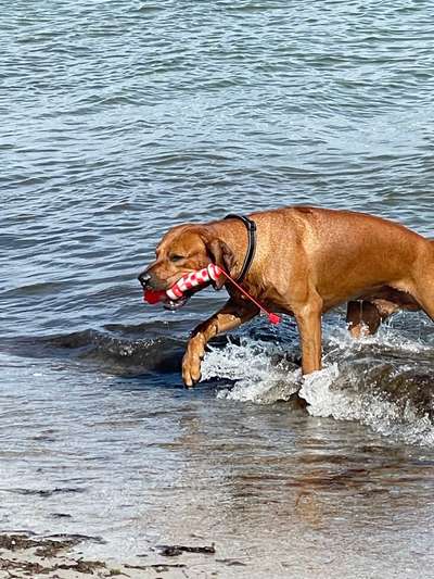 Rhodesian Ridgeback-Beitrag-Bild