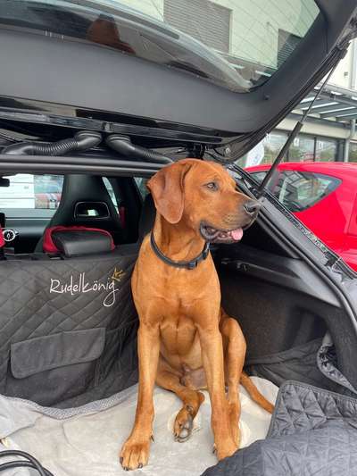 Rhodesian Ridgeback-Beitrag-Bild