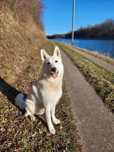 Spitzname(n) Deines Hundes-Beitrag-Bild