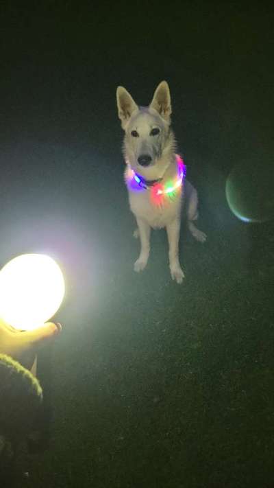 Dogorama Photo Challenge - Licht-Beitrag-Bild