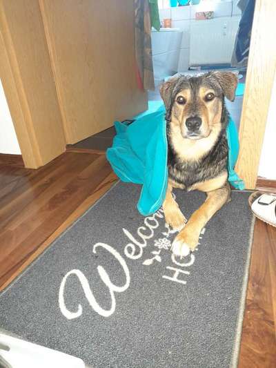 TierschutzhundeStammtisch🐕-Beitrag-Bild