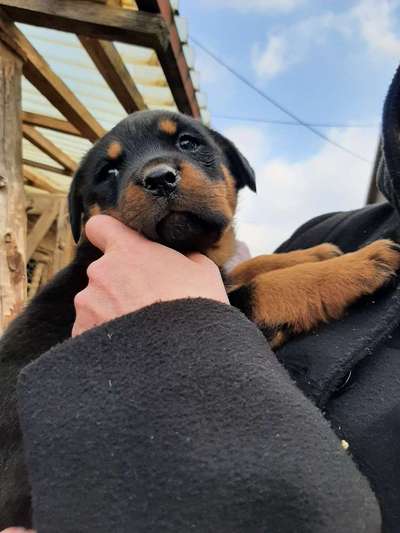 Welpen Bilder !-Beitrag-Bild