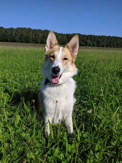 Hundetreffen-Spielpartner /Gassirunde-Bild