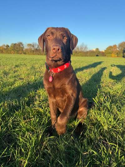 Hundetreffen-Lucky sucht Spielkameraden-Bild