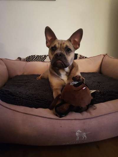 Französische Bulldoggen-Beitrag-Bild