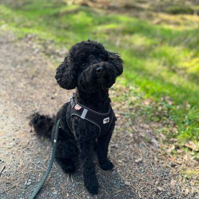 Hundetreffen-Suche neue Freunde zum Spielen / für gemeinsame Gassirunden-Bild