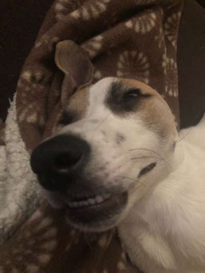 Zeige das lustigste Bild eures Hundis-Beitrag-Bild