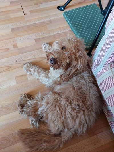 Goldendoodle-Beitrag-Bild