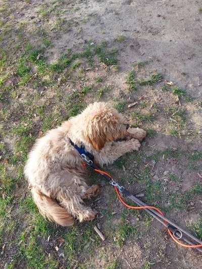 eure Spitznamen für die Vierbeiner-Beitrag-Bild