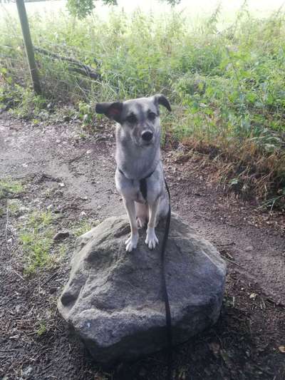 Tierschutzhunde-Beitrag-Bild