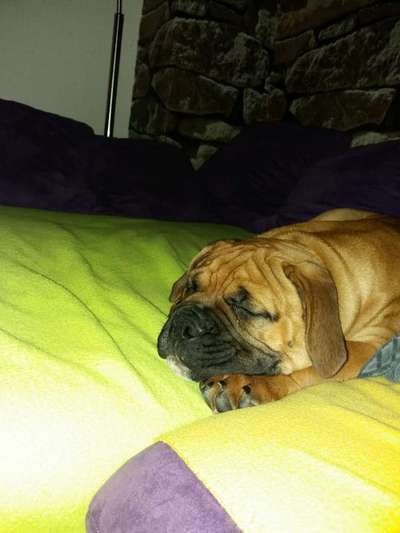 Welpen Bilder !-Beitrag-Bild