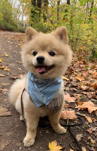 Dogorama Photo Challenge - Die besten Hundebuddys-Beitrag-Bild