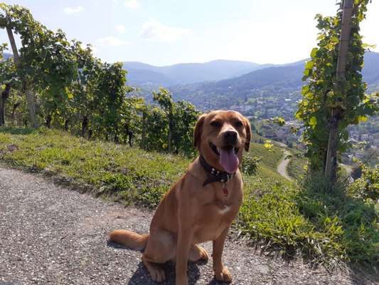 Hundetreffen-Gassirunde bzw. Sozialtraining gerne auch mit anschließendem Spiel-Bild