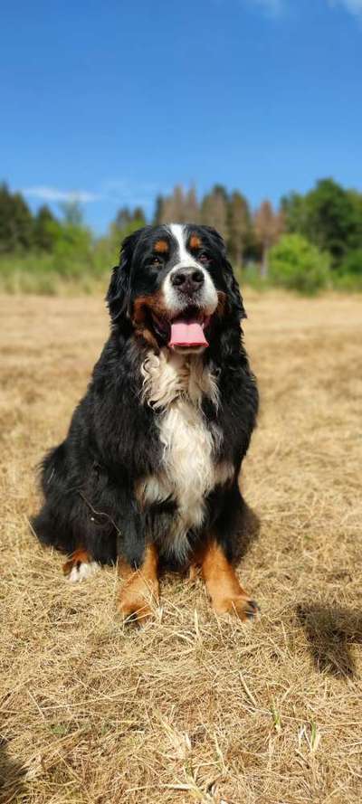 Berner Sennen-Beitrag-Bild